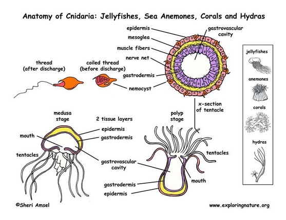 Cnidaria - Circulatory System