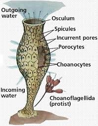 Porifera - Circulatory System