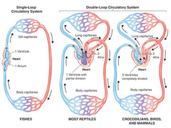 What are open circulatory systems?