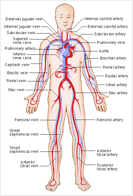 Circulatory System - Home